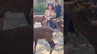 鹿に餌やりで楽しむ外国人観光客🦌奈良公園▶️クリックでロングバージョンに移ります [upl. by Lyrahs]