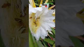 Dragon fruits flower pollination by honeybee 🐝gardening youtubeshorts [upl. by Duomham]