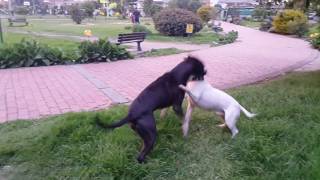 Pit bull Vs Bull Terrier [upl. by Atinuhs551]