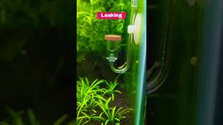 DIY CO2 Bottle Cap Fix  Instant CO2 Bubbles 🌿💧 [upl. by Sitruk317]