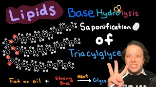 Lipids Saponification of Triacylglycerides [upl. by Hedberg192]