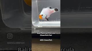 Bali Platinum Percula Clownfish Pair Available WYSIWYG clownfish saltwateraquarium fish [upl. by Orji]