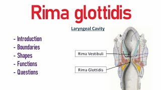 Rima glottidis Anatomy [upl. by Hayden]