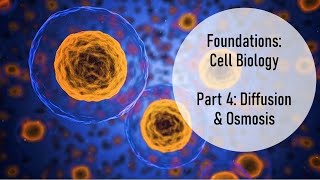 Diffusion amp Osmosis [upl. by Aivax126]