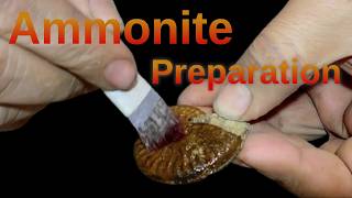 Ammonite Graphoceras Fossil Preparation [upl. by Hallagan]