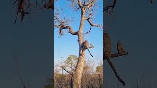 Leopards Amazing Tree Climbing Skills [upl. by Anpas]