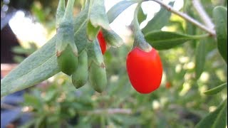 7 Tips For Growing Goji Berry Plants Successfully At Home [upl. by Justine]