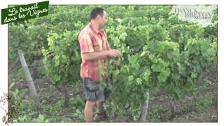 Le travail dans les vignes [upl. by Yelich]