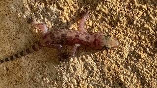 Hemytactylus turcicus  Salamanquesa rosada  Mediterranean house gecko [upl. by Eidna]