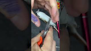 I found an electric lure fishingvideo lurefishing bigfishing baitcaster silure fishing [upl. by Coulombe]