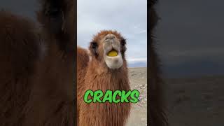 Camels Hilarious Lemon Reaction [upl. by Ymmor]