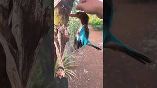 Ye hai kingfisher😯😲♥️trendingshorts viralvideo viralshorts video real facts [upl. by Millie]