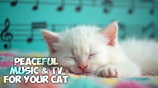 Cat Calming Music PROMOTE CALMNESS 😻 Ambient Songs Help Calm Cats 982 Calm RATED [upl. by Olaznog]