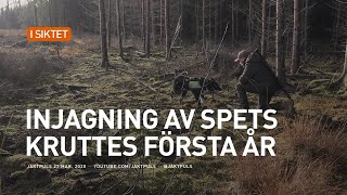 Injagning av spets Kruttes första år [upl. by Iruahs]