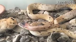 black head royal snake eat a cute chick attack on cute bird by venomous snake [upl. by Aliekat]