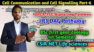 GPCRPLC Signaling Pathway  IP3 DAG Pathway  BSc 1st year Zoology  MSc Cell Signaling Part6 [upl. by Kafka543]