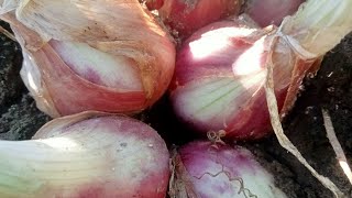 BIG ONIONS READY FOR HARVEST farming [upl. by Martinez]