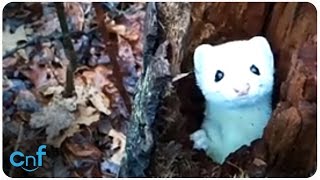 Ermine Says Hello [upl. by Isbella]