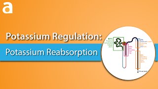 Potassium Regulation Potassium Reabsorption [upl. by Fogg147]