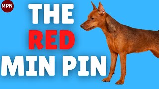 The Red Miniature Pinscher Stag vs Clear Price HealthTemperament [upl. by Nagah]