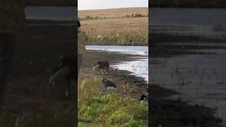 Long retrieves and a happy wagging tail hunting outdoors duckhunting [upl. by Taite954]