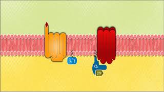 Mecanismos moleculares Proteina Gs [upl. by Noillimaxam]