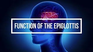 Function of the Epiglottis [upl. by Rosati]