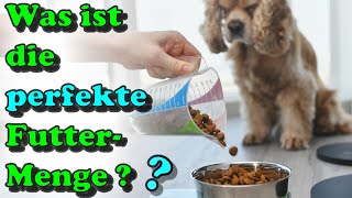 Futtermenge bei Hunden  wieviel Futter braucht mein Hund  mein Welpe denn  🤔 [upl. by Viveca]