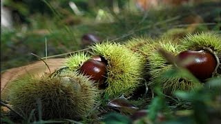 La raccolta e la conservazione delle castagne [upl. by Gnav]