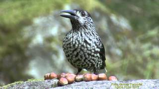 NÖTKRÅKA Spotted Nutcracker Nicifraga caryocatactes Klipp  1249 [upl. by Yanel]