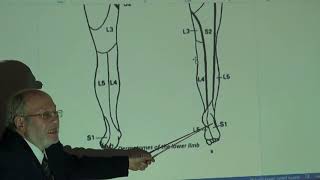 Anatomy of lower limb 55  Dermatomes and myotomes of lower limb   by Dr Wahdan [upl. by Veronika]