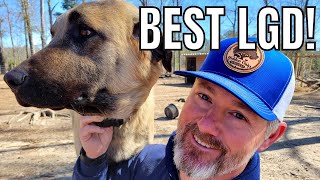 THE BEST livestock guardian dog  Why we choose the ANATOLIAN SHEPHERD or KANGAL [upl. by Serg]