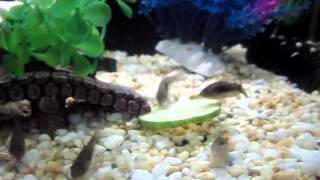 Bronze Corydoras Catfish Eating Cucumber [upl. by Egduj326]