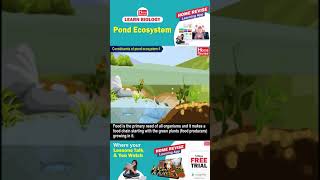 Pond Ecosystem  Learn Biology with Home Revise [upl. by Aicnerolf]