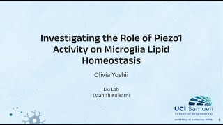 Investigating the Role of Piezo1 Activity in Microglia Lipid Homeostasis [upl. by Nnaxor354]