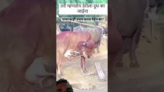 गाईपालन डेरी ला दूध का जाईनादूधव्यवसाय [upl. by Lednor]