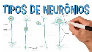 Tipos De Neurônios  Classificação Estrutural Dos Neurônios [upl. by Ennaimaj]