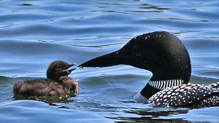 Common Loon Birdcalls [upl. by Arbuckle162]