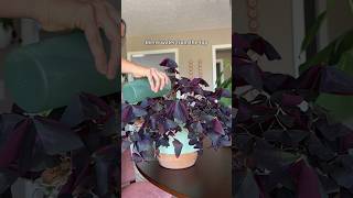 How I care for my oxalis triangularis oxalistriangularis plantcare [upl. by Seyler]