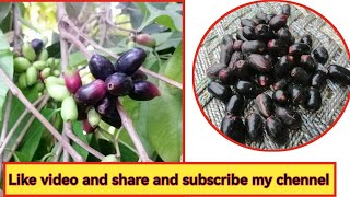 Fresh java plumجامن at my home garden  propagation jambolan tree [upl. by Nalepka]