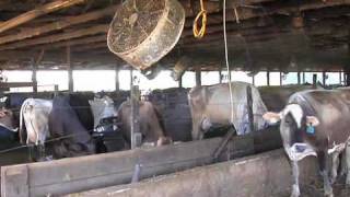 Dairy Farm in East Georgia Bottles and Sells Their Own Milk [upl. by Ennaillek]