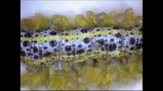 Pieris Brassicae Vs Apanteles sp glomeratus  speed 300 [upl. by Akinihs]