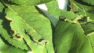 Caterpillars enjoy rose leaves [upl. by Nilyam]