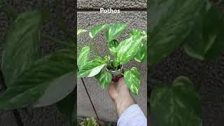 Pothos garden moneyplant pothos viralvideo [upl. by Cody]