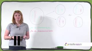 SVT  Brassage interchromosique [upl. by Ellenrad]