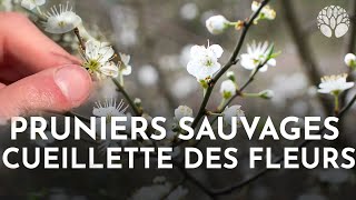 Reconnaître et cueillir les fleurs de pruniers sauvages [upl. by Peltz]