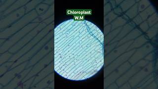 Chloroplast WM Under Microscopeshorts [upl. by Adnilim]