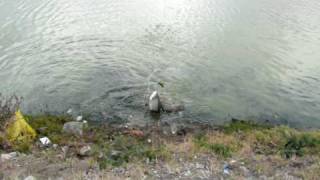 Tarpon Fishing in St Maarten [upl. by Akirdnahs]