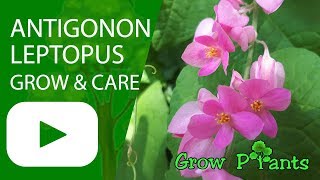 Antigonon leptopus  grow and care [upl. by Bridwell]