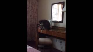 Monkey in Hotel Room Gibraltar [upl. by Therese432]